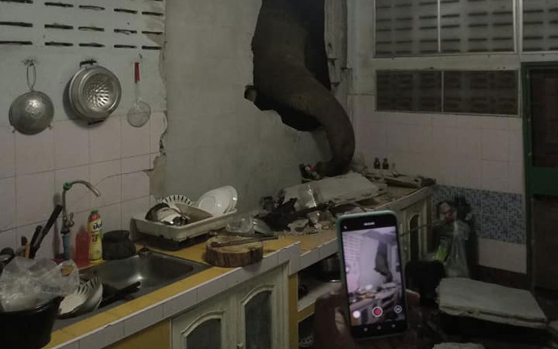 Cari Makan, Seekor Gajah Bobol Tembok Rumah Penduduk