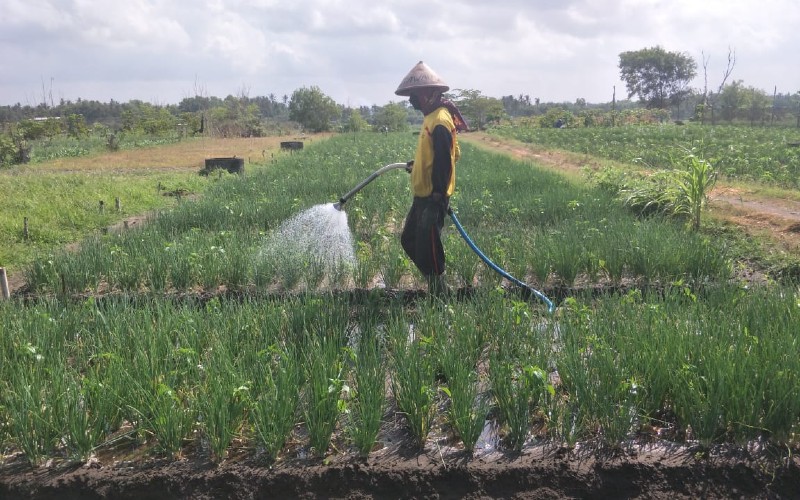 Harga Cabai Anjlok, Petani: Karena PPKM, Tidak Ada Pesanan dari Jakarta