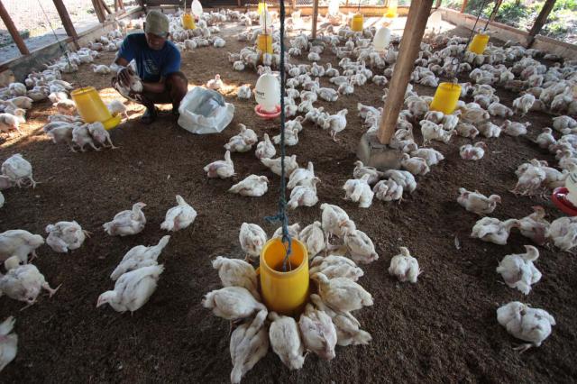 Belasan Kelompok Ternak Mulai Panen Ayam Joper