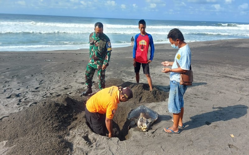 Bangkai Penyu Seberat 30 Kilogram Ditemukan di Pantai Pandansari