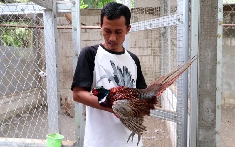 Warga Sedayu Budi Daya Ayam yang Dipercaya Bisa Deteksi Gempa & Gunung Meletus