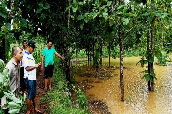 Hujan Berjam-jam, Debit Air Lahan Pertanian di Kretek Bantul Naik