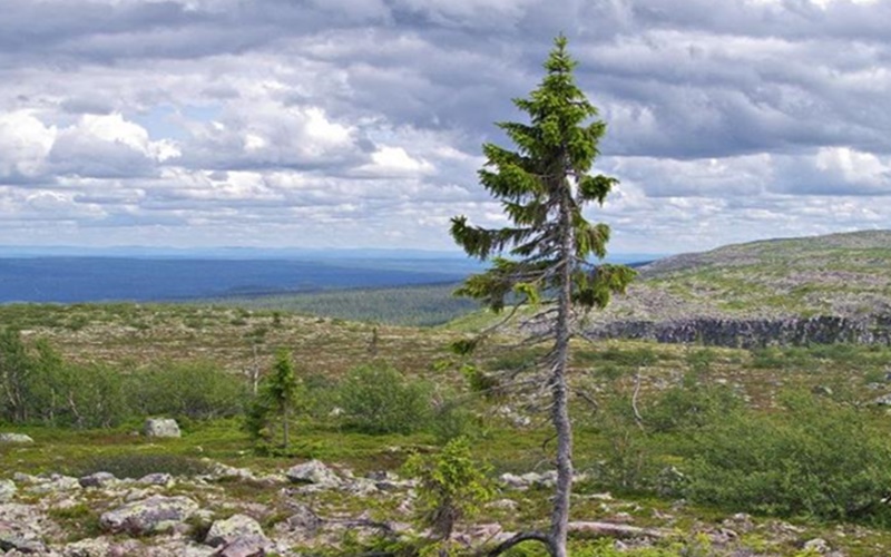 6 Pohon Tertua di Dunia, Ada yang 9.550 Tahun