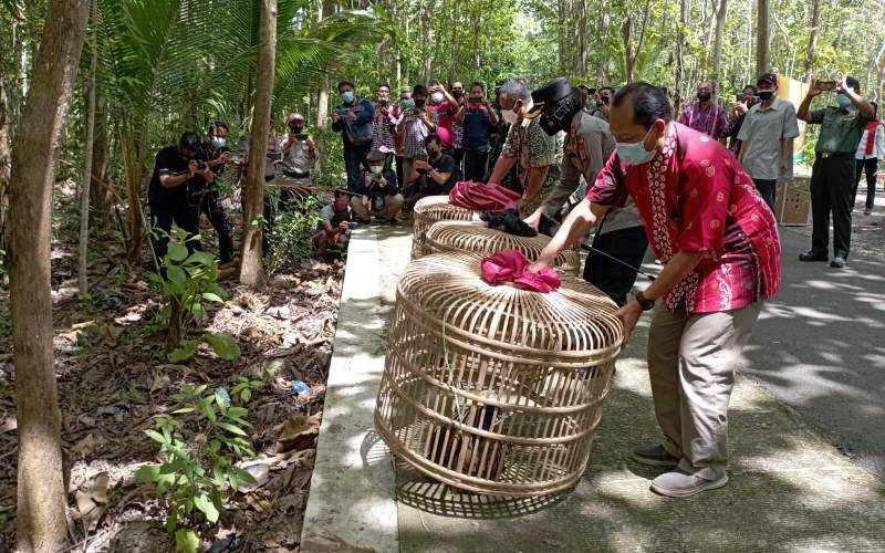 Ayam Hutan di Kulonprogo Berkurang, Polisi Incar Pemburu