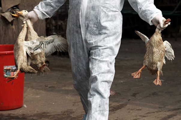 Waduh! Ditenukan Satu Kasus Flu Burung pada Manusia di China