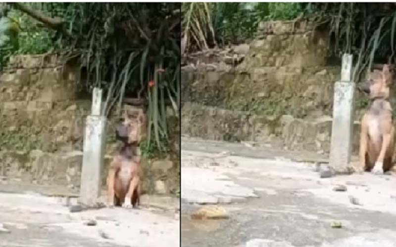 Viral Video Keji Pembunuhan Anjing, Pelatih PSS Sleman Janjikan Bonus bagi yang Tahu Pelakunya