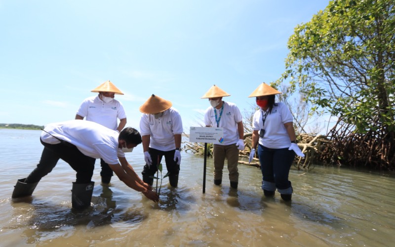 Cegah Abrasi, PLN Peduli Berikan Bantuan 10.000 Bibit Mangrove