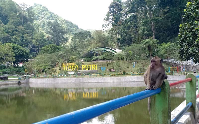 Sederet Mini Zoo di Jogja, Ada Satu yang Baru Buka...