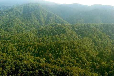Tiga Juta Hektare  Lebih Izin Usaha Konsesi Hutan Akan Dicabut