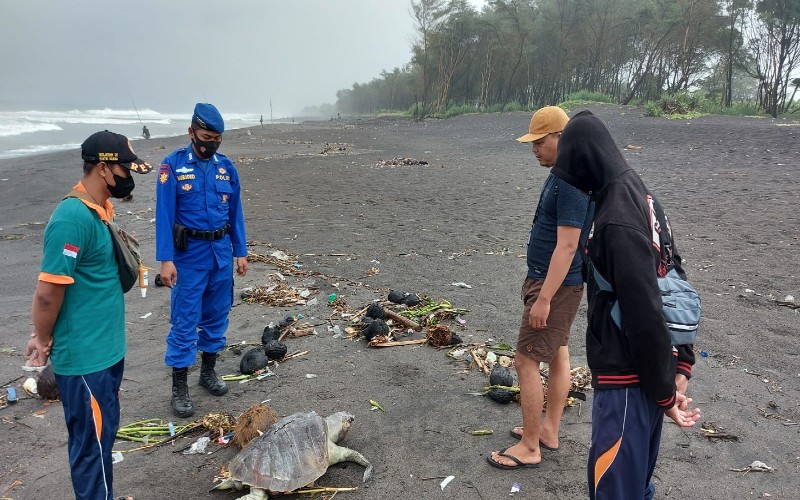 Parah! Diduga Makan Sampah Plastik, Penyu Ditemukan Mati di Pantai Bantul