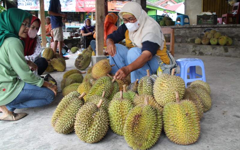 Rasanya Manis Pahit, Ini Kisaran Harga Durian Merapi dan Lokasi-Lokasi Penjualannya