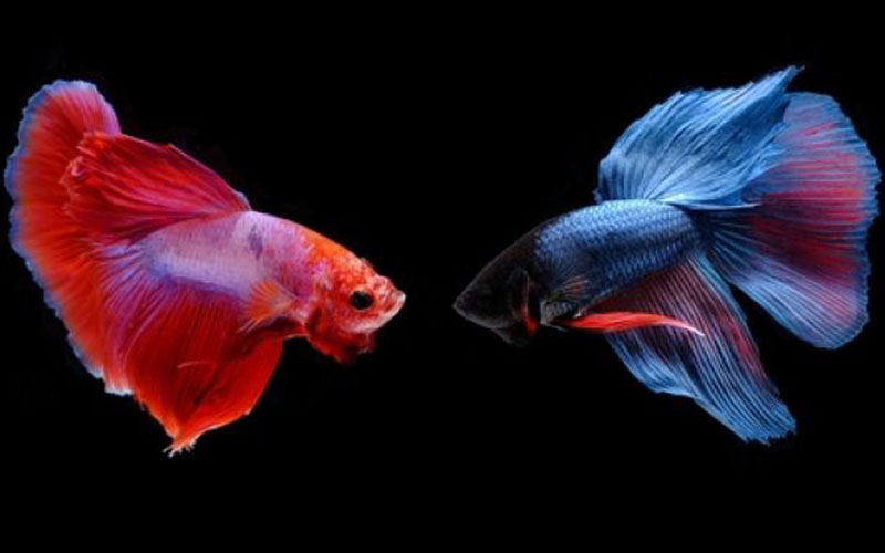 Begini Cara Merawat Ikan Cupang 