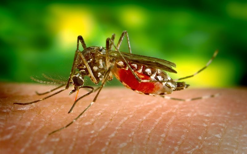 2022, Enam Kasus Malaria Ditemukan di Kulonprogo