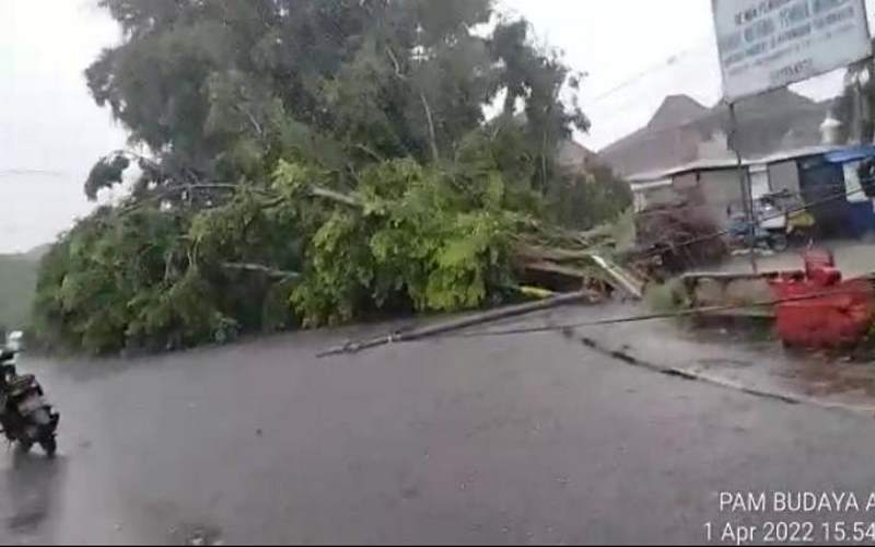 Update Pohon Tumbang hingga Atap Terbang Akibat Hujan Angin di Kota Jogja