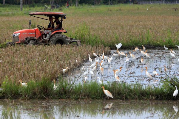 Mengenal Desa Persinggahan Burung dari Seluruh Dunia di Indonesia