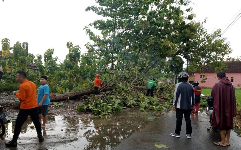 Diterpa Angin Kencang, Puluhan Pohon di Bantul Tumbang, 2 Orang Jadi Korban