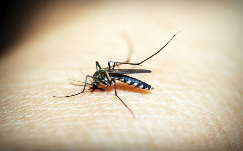 Tertinggi di Kulonprogo, Malaria di Samigaluh Capai 41 Kasus