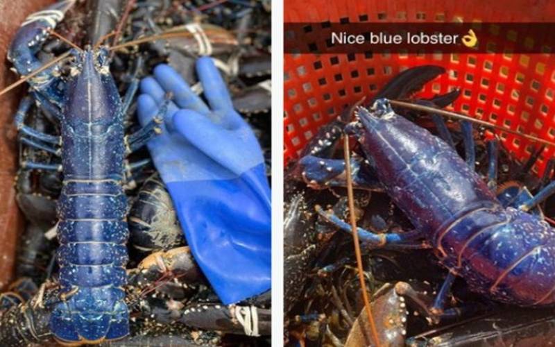 Nelayan Wales Temukan Lobster Langka, Hanya Ada Satu Banding Dua Juta