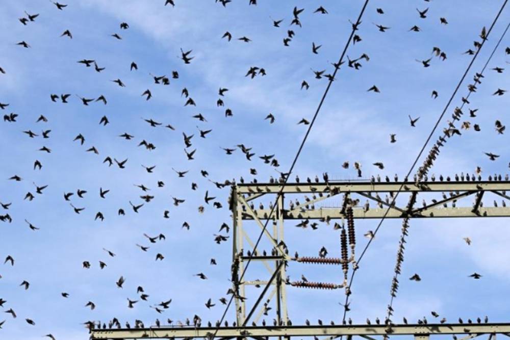 Seekor Burung Memadamkan Listrik 14.000 Rumah