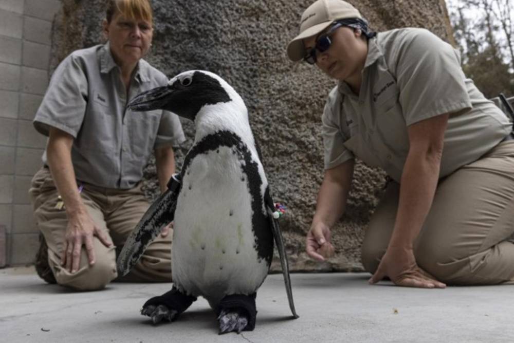 Pinguin Bisa Berjalan Normal Setelah Mendapat Sepatu Bot