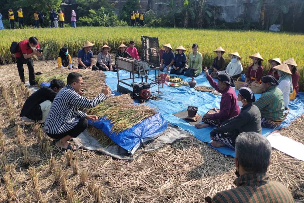 Panen Padi di Lahan Pertanian Terakhir Wirogunan Jogja Disambut dengan Tradisi Wiwitan