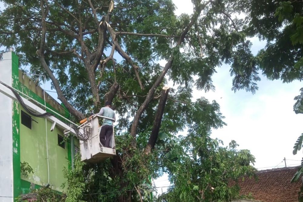 Warga Kota Jogja Diminta Waspada Pohon Tumbang