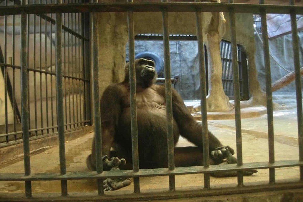 Bua Noi, Gorila Paling Kesepian karena Tinggal di Kandang Pusat Perbelanjaan Selama Tiga Dekade
