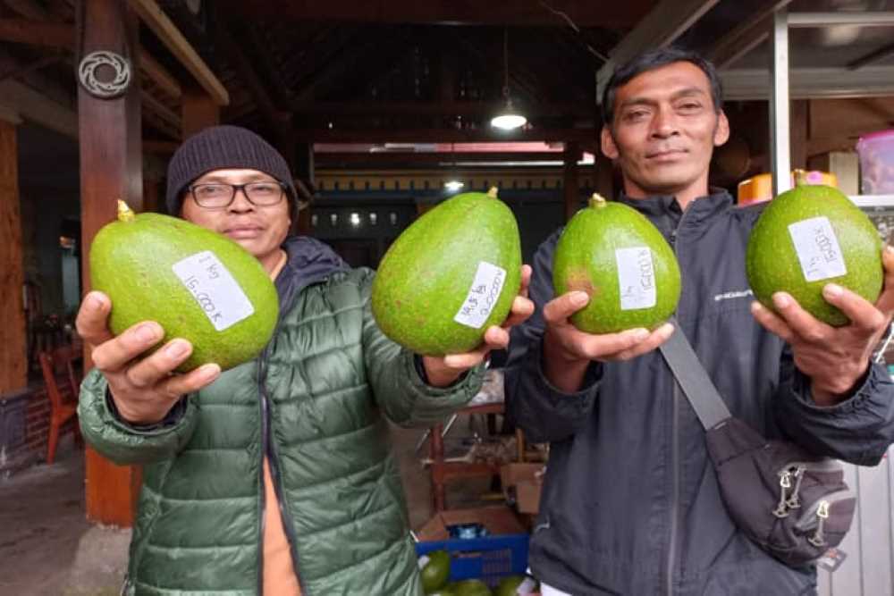 Petani Lereng Merapi Tanam Alpukat Jumbo, Harganya Sampai Rp40.000