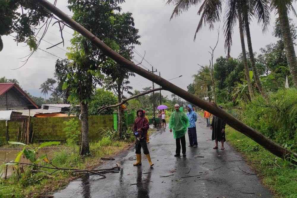 Hujan Deras Tumbangkan Pepohonan di Empat Kecamatan di Sleman