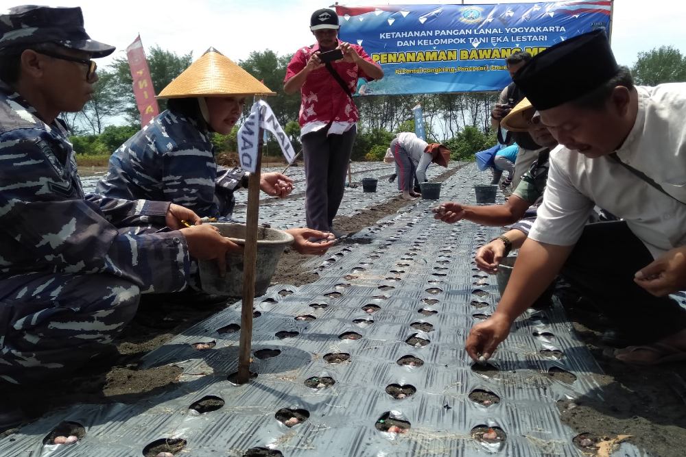 TNI AL & Petani Tanam Bawang di Pesisir Selatan Bantul
