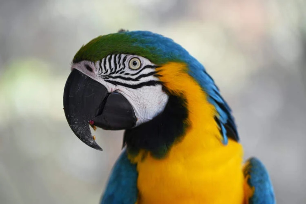 Waduh, Pemilik Beo Ini Dijatuhi Pidana karena Burungnya Melukai Orang Lewat