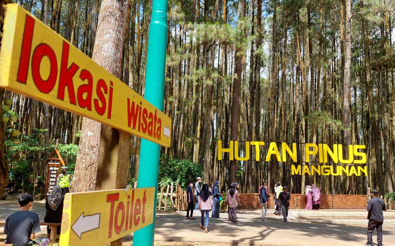 6 Lokasi Wisata Hutan Pinus Jogja, Bisa untuk Camping Juga