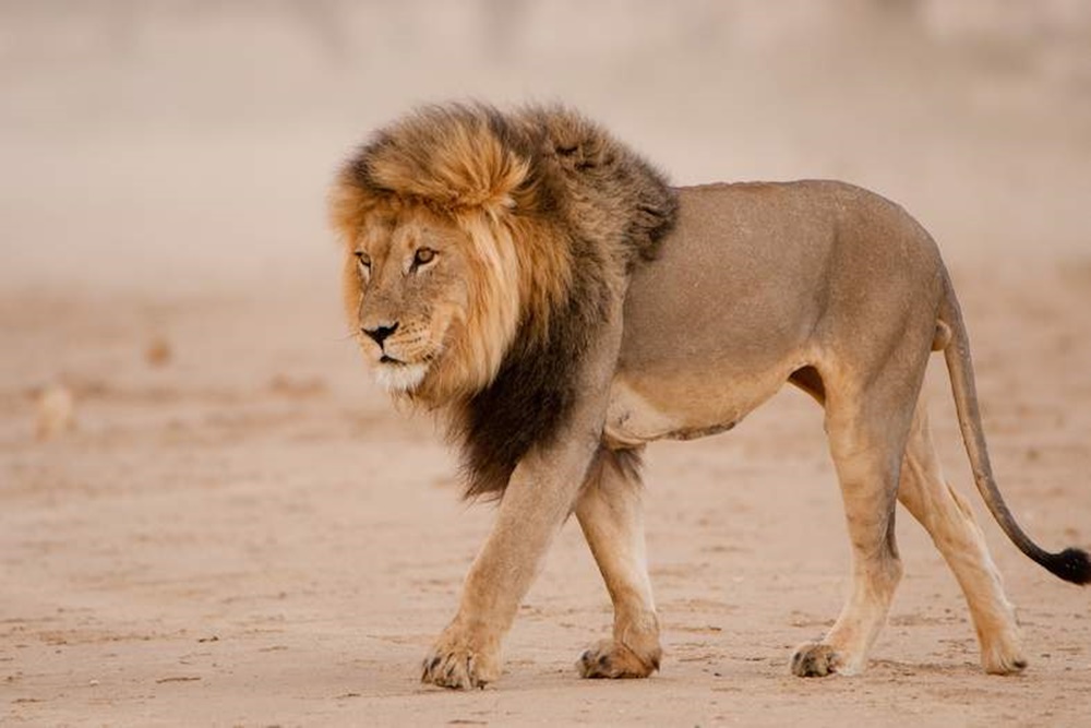 Viral! Singa Tabrak Mobil Pengunjung Taman Safari