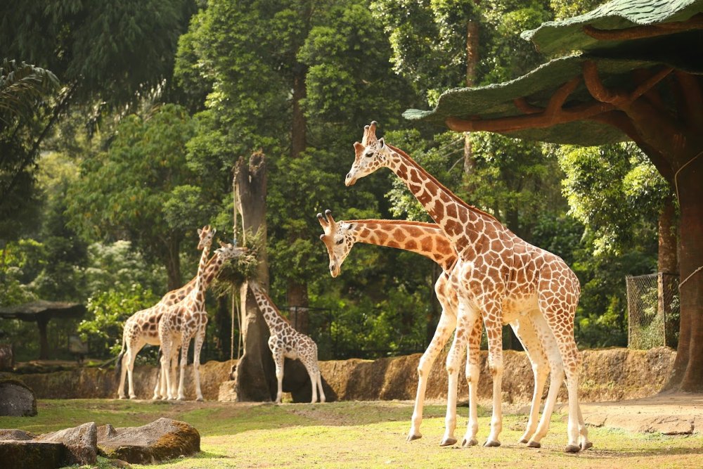 Lagi Viral, Inilah Pemilik Taman Safari