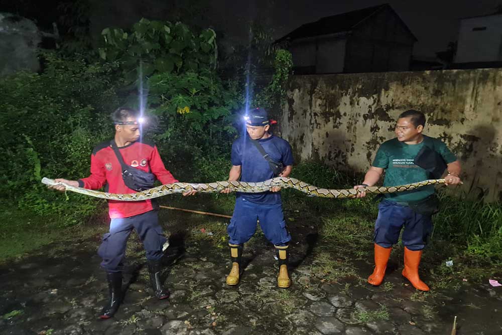 Ular Sanca yang berhasil dievakuasi oleh Damkarmat BPBD Bantul, Rabu (1/3/2023) malam - Ist