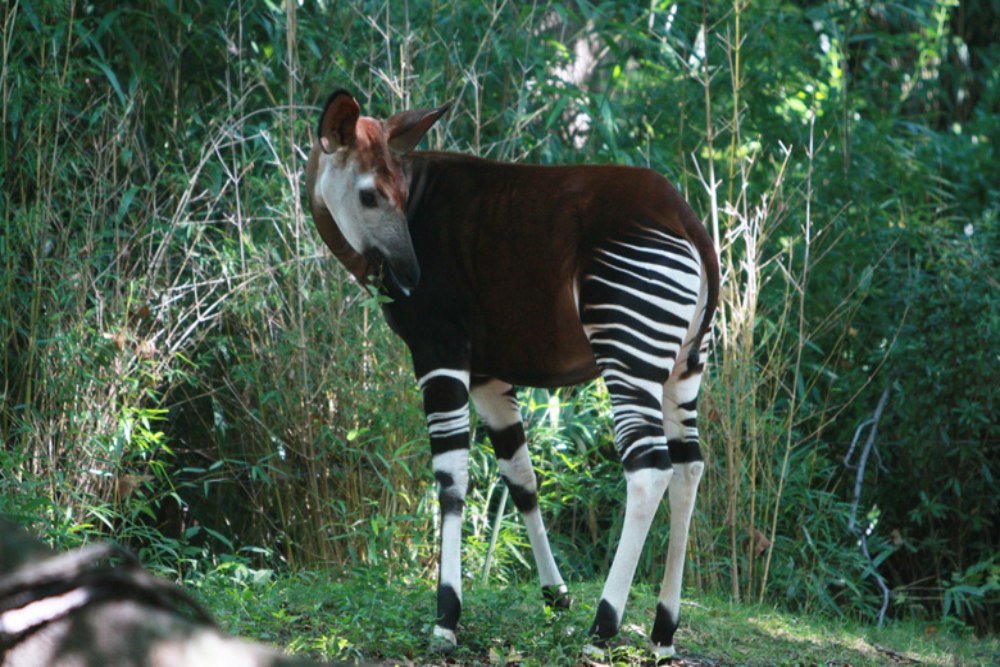 Okapi Spesies Unik Mirip Zebra, Tidurnya Cuma Lima Menit Sehari