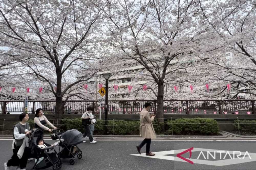 Sakura Jepang Selalu Pikat Wisatawan Dunia, Ini Potret Keindahannya..