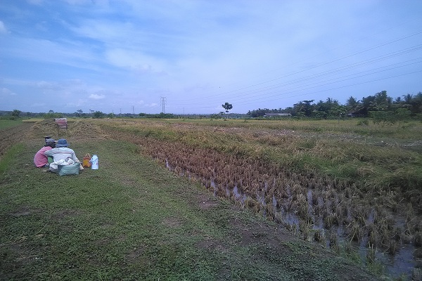 Kembangkan Koro Benguk, Kulonprogo Buka Lahan 20 Hektar
