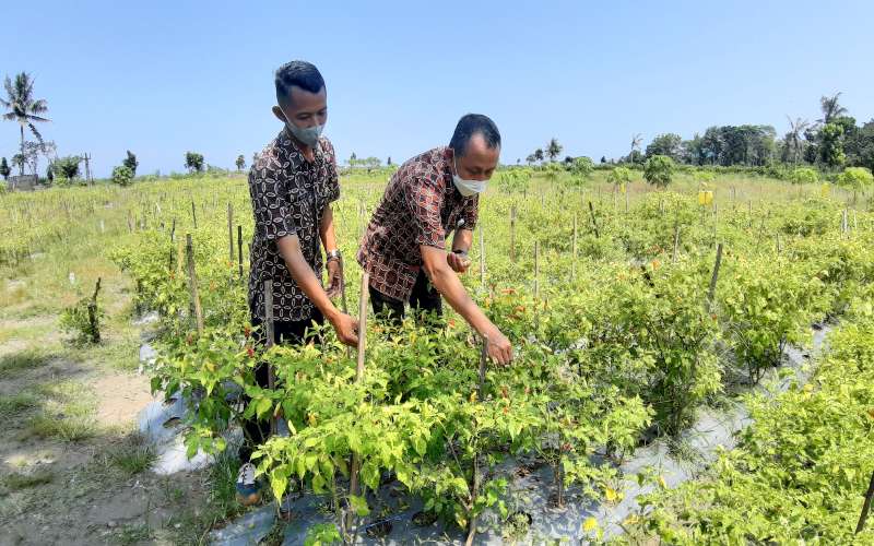 Area Pertanian di Kulonprogo Berpotensi Mengalami Kekeringan, di Mana Saja?