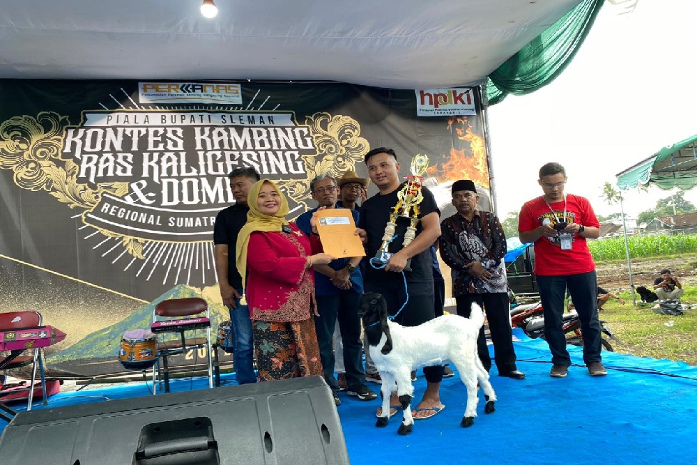 Kontes Kambing Ras Kaligesing dan Domba Lokal Tingkat Nasional Digelar di Sleman