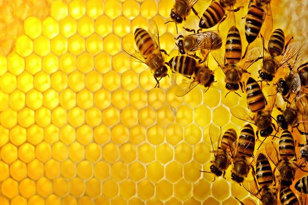 Waduh, Jumlah Lebah di Alam Merosot, Berdampak pada Berkurangnya Produksi Pangan