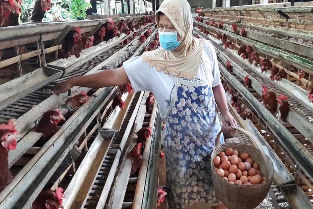 Harga Telur Ayam Melambung, Pemkab Sleman Bakal Impor dari Blitar
