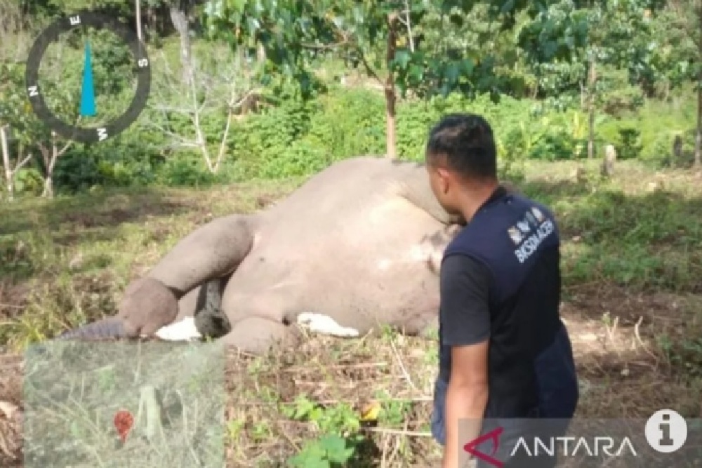Diduga Keracunan, Seekor Gajah Sumatera Betina Ditemukan Mati