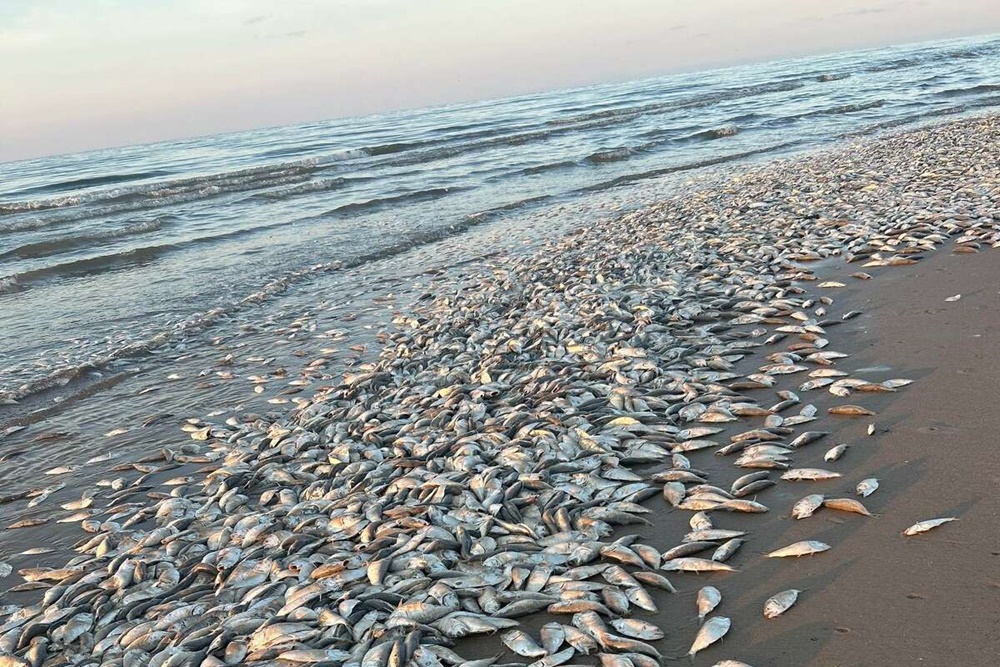 Penampakan Puluhan Ribu Ikan Mati di Teluk Meksiko
