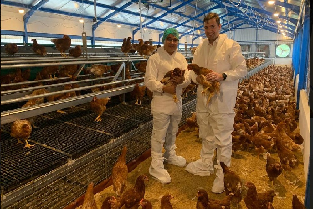 Pertama di Asia tenggara, UGM Punya Tempat Produksi Telur Bebas Sangkar