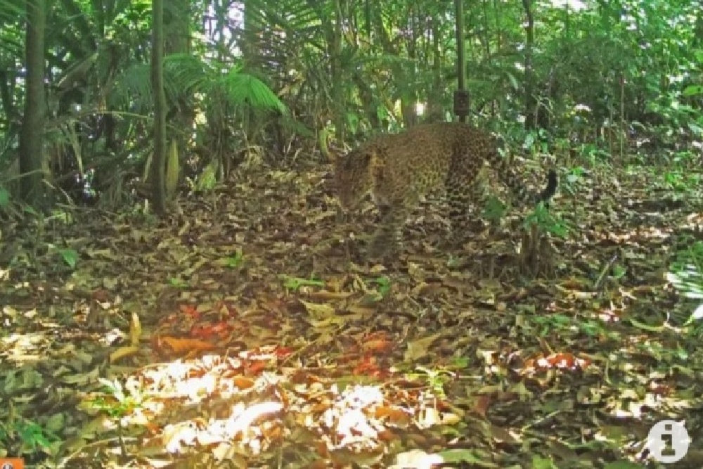 Macan Tutul Jawa Terekam di Gunung Sanggabuana, 1,1 Km dari Perkampungan Warga