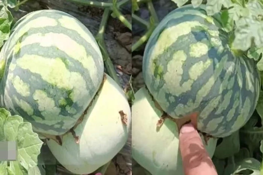 Keren! Petani Ini Ciptakan Buah Hibrida, Setengah Melon Setengah Semangka