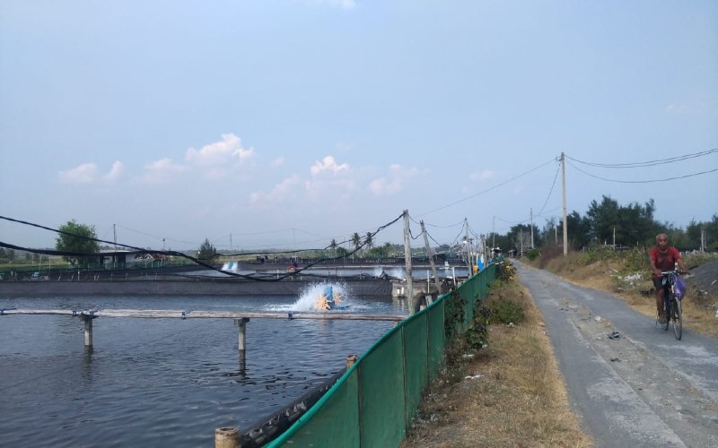 Rencana Tambak Udang di Sanden Ditolak Warga, Ini Kata Lurah Gedangsari