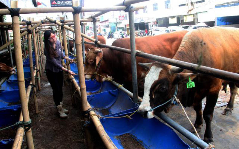 Potensi Ekonomi Kurban Tahun Ini Diproyeksikan Berkurang Rp200 Miliar, Ini Penyebabnya