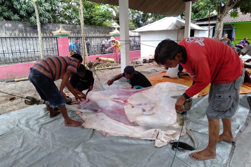 Waduh, Belasan Sapi Kurban di Bantul Mengandung Cacing Hati